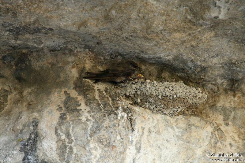 Eurasian Crag Martinadult post breeding, Reproduction-nesting