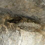Hirondelle de rochers