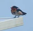 Hirondelle de Tahiti