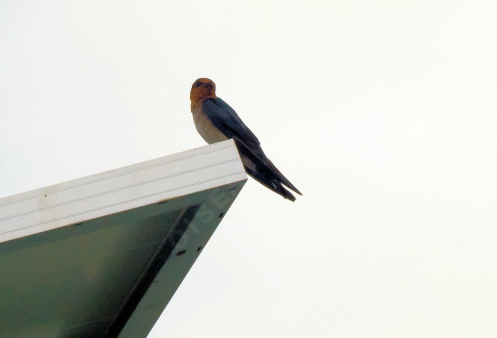 Hirondelle de Tahiti