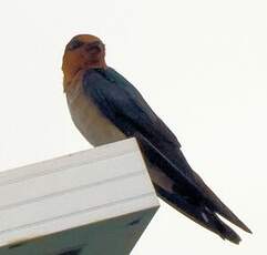 Hirondelle de Tahiti