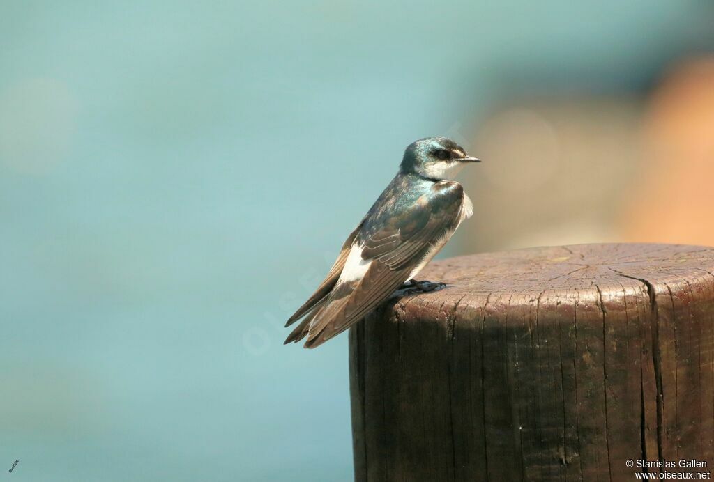 Mangrove Swallowadult breeding