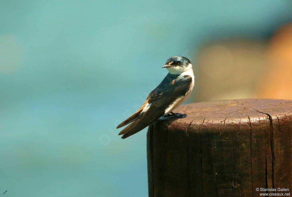 Mangrove Swallowadult breeding