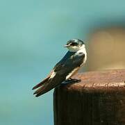 Mangrove Swallow