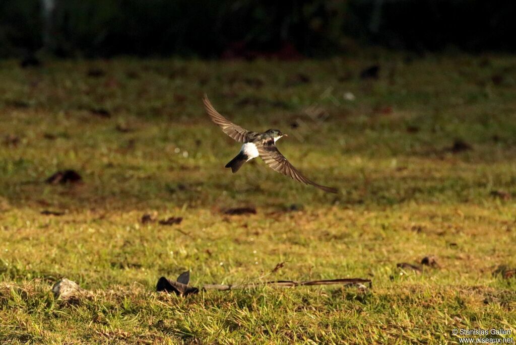 Mangrove Swallowadult, Flight