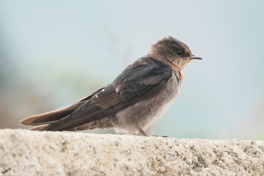 Hirondelle des Nilgiri1ère année