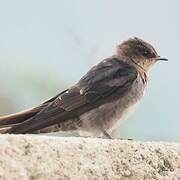 Hill Swallow