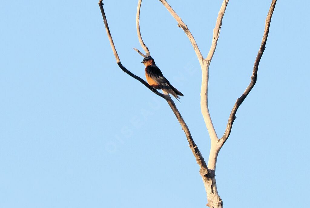 Sri Lanka Swallowadult transition