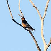 Sri Lanka Swallow