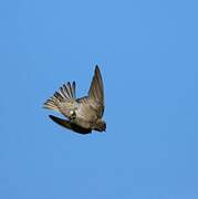 Brown-throated Martin