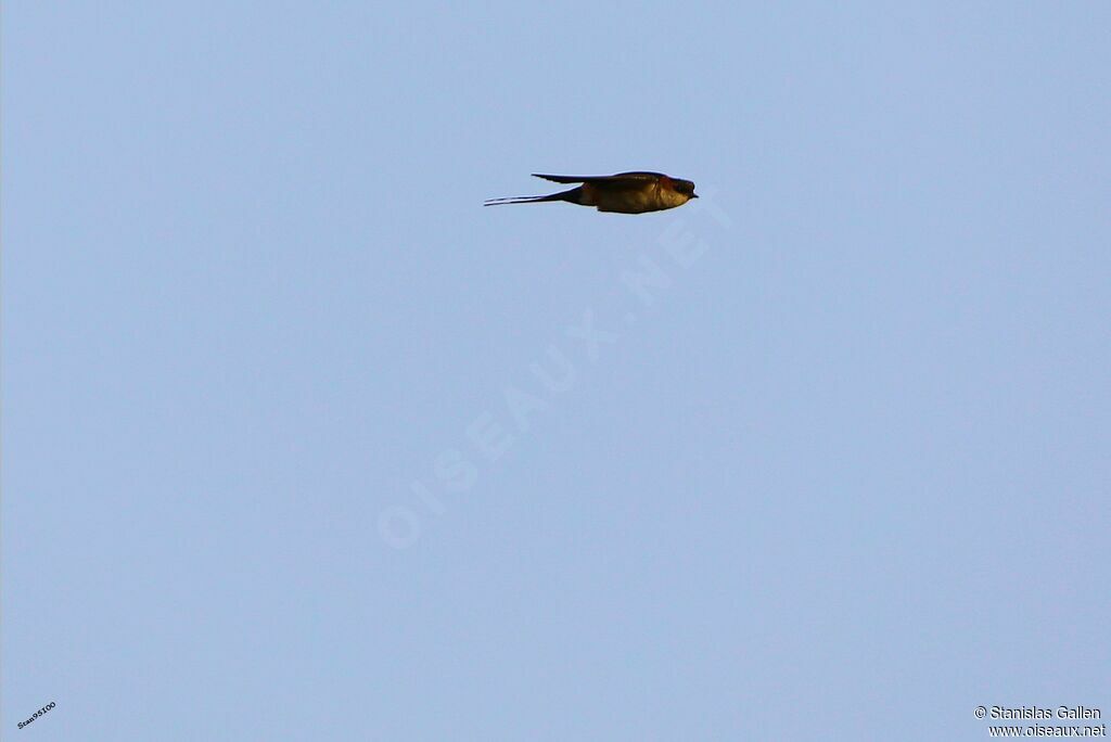 Red-rumped Swallowadult transition, Flight