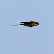 Red-rumped Swallow