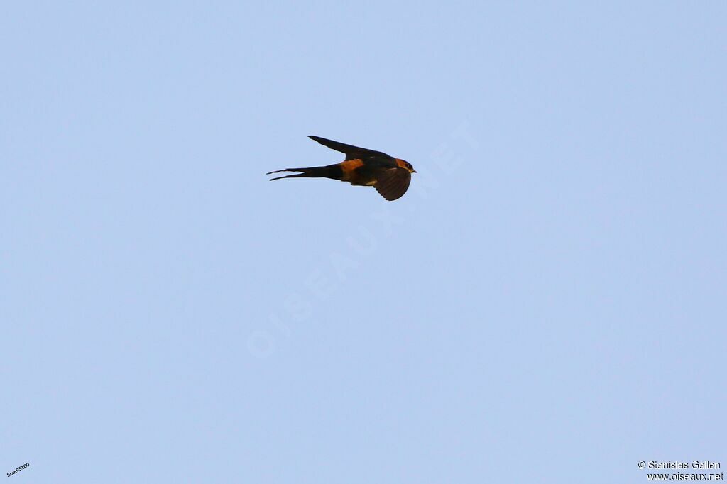 Red-rumped Swallowadult transition, Flight