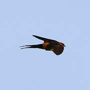 Red-rumped Swallow