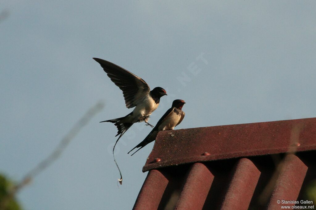 Barn Swallowadult breeding, mating.