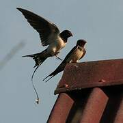 Barn Swallow