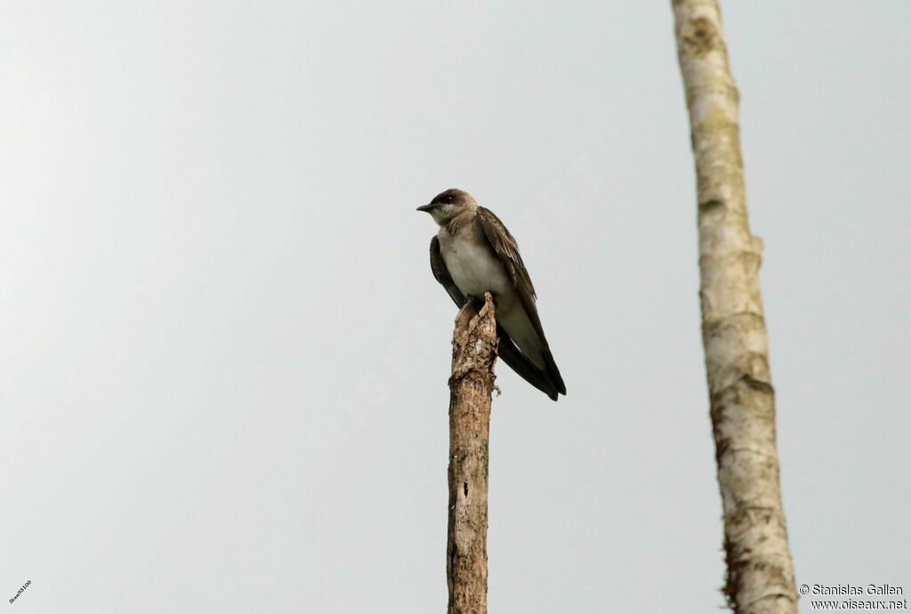 Brown-chested Martinadult