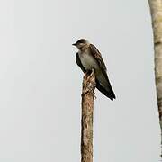 Brown-chested Martin