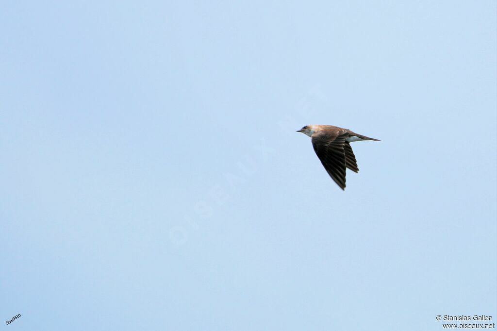 Brown-chested Martinadult, Flight