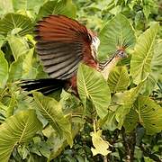 Hoatzin