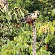 Hoatzin