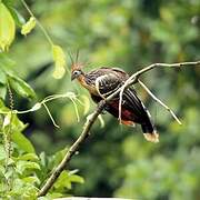 Hoatzin