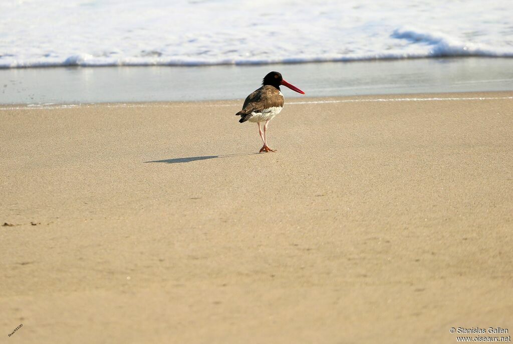 American Oystercatcheradult, walking