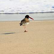 American Oystercatcher