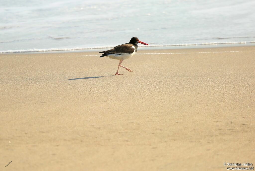 American Oystercatcheradult, walking