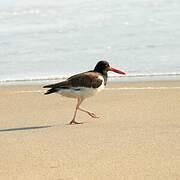 American Oystercatcher