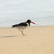 American Oystercatcher