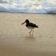 American Oystercatcher