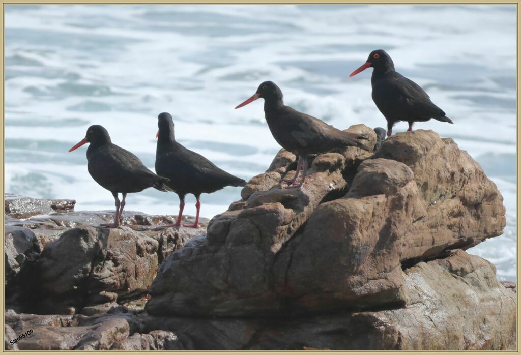 African Oystercatcheradult