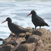 African Oystercatcher