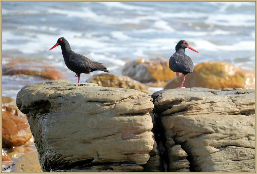 African Oystercatcheradult