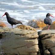 African Oystercatcher