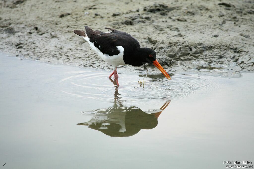 Eurasian Oystercatcheradult, walking