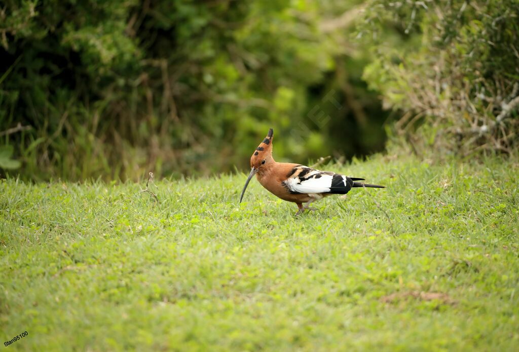 African Hoopoeadult, walking