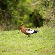 African Hoopoe