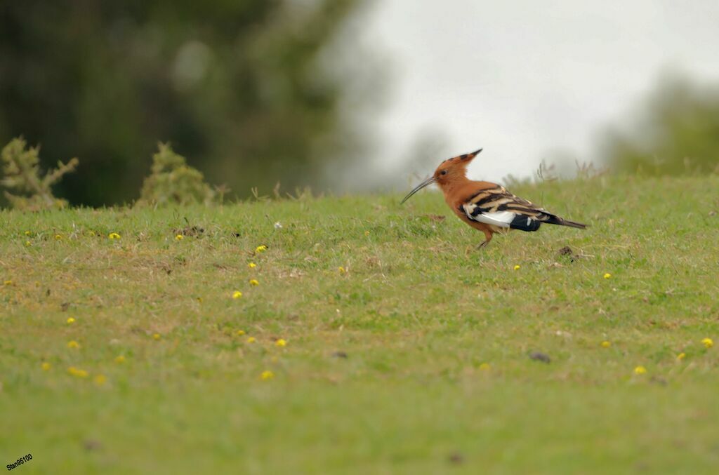 African Hoopoeadult, walking