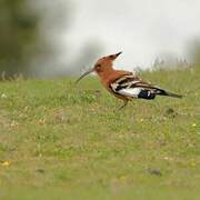 African Hoopoe