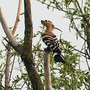 Eurasian Hoopoe