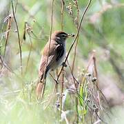 Booted Warbler