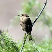 Booted Warbler