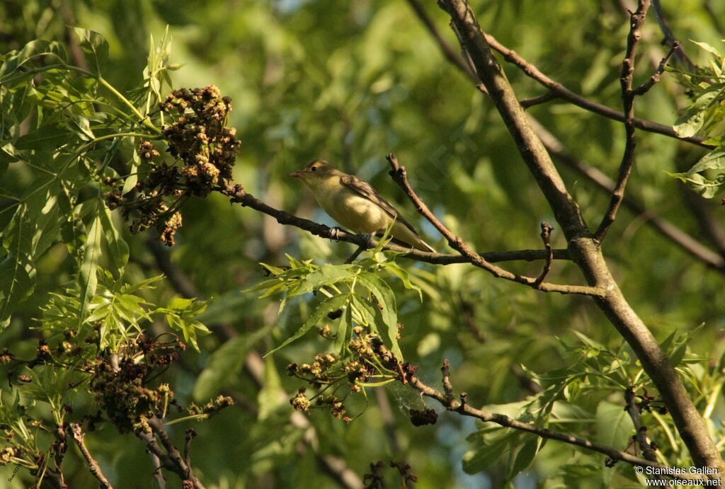 Icterine Warbler male adult breeding