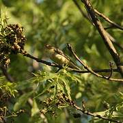 Icterine Warbler