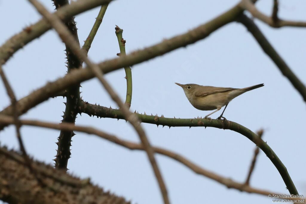 Western Olivaceous Warbleradult transition