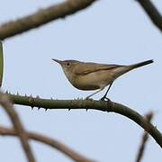 Western Olivaceous Warbler