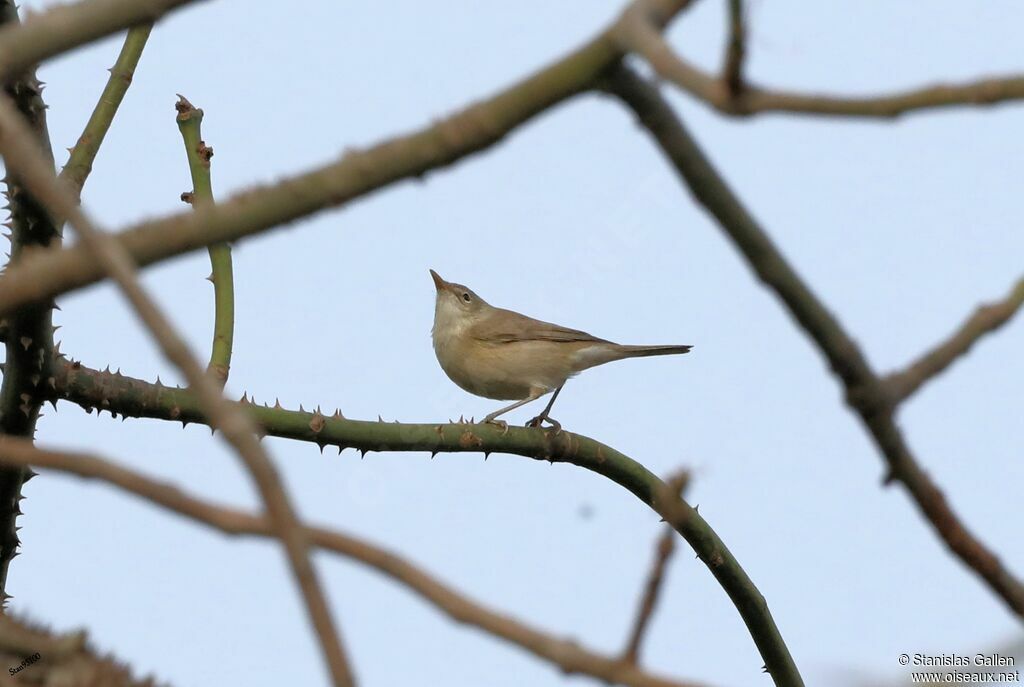 Western Olivaceous Warbleradult transition