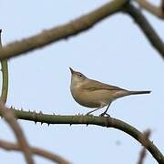 Western Olivaceous Warbler